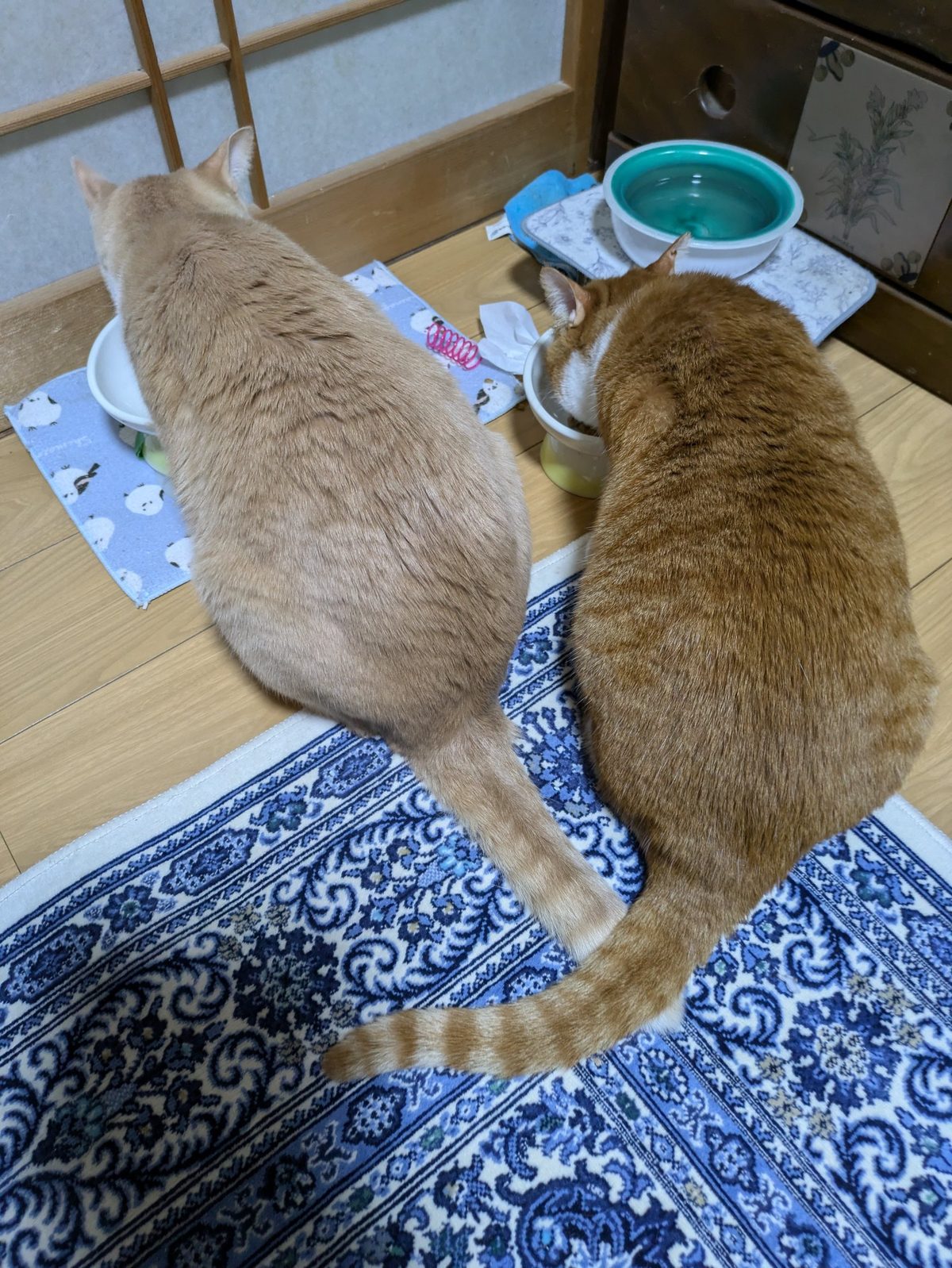 並んで置かれた皿に顔を寄せ、ごはんを食べる2匹の猫