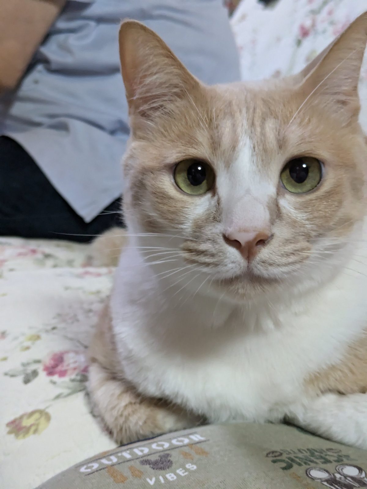 カメラをまっすぐ見つめる、クリーム色と白の猫の顔のアップ
