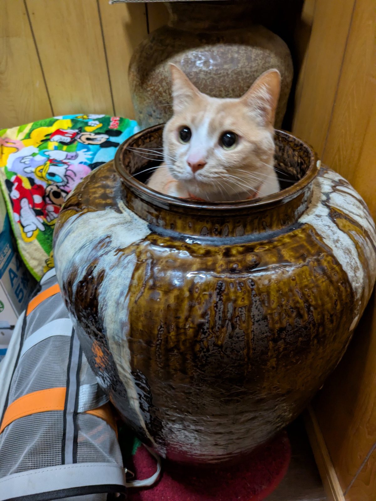 大きな焼き物の壺の口から顔を出しているクリーム色の猫