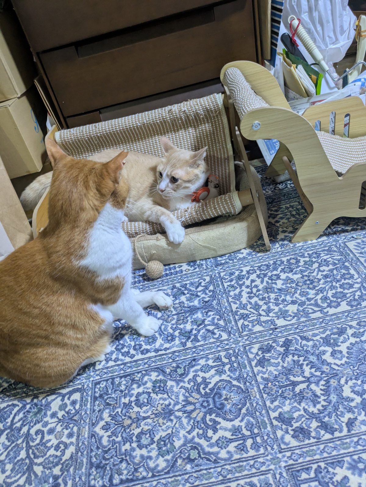 猫用ベッドで寝そべるクリーム色の猫と、手前に座る茶白の猫