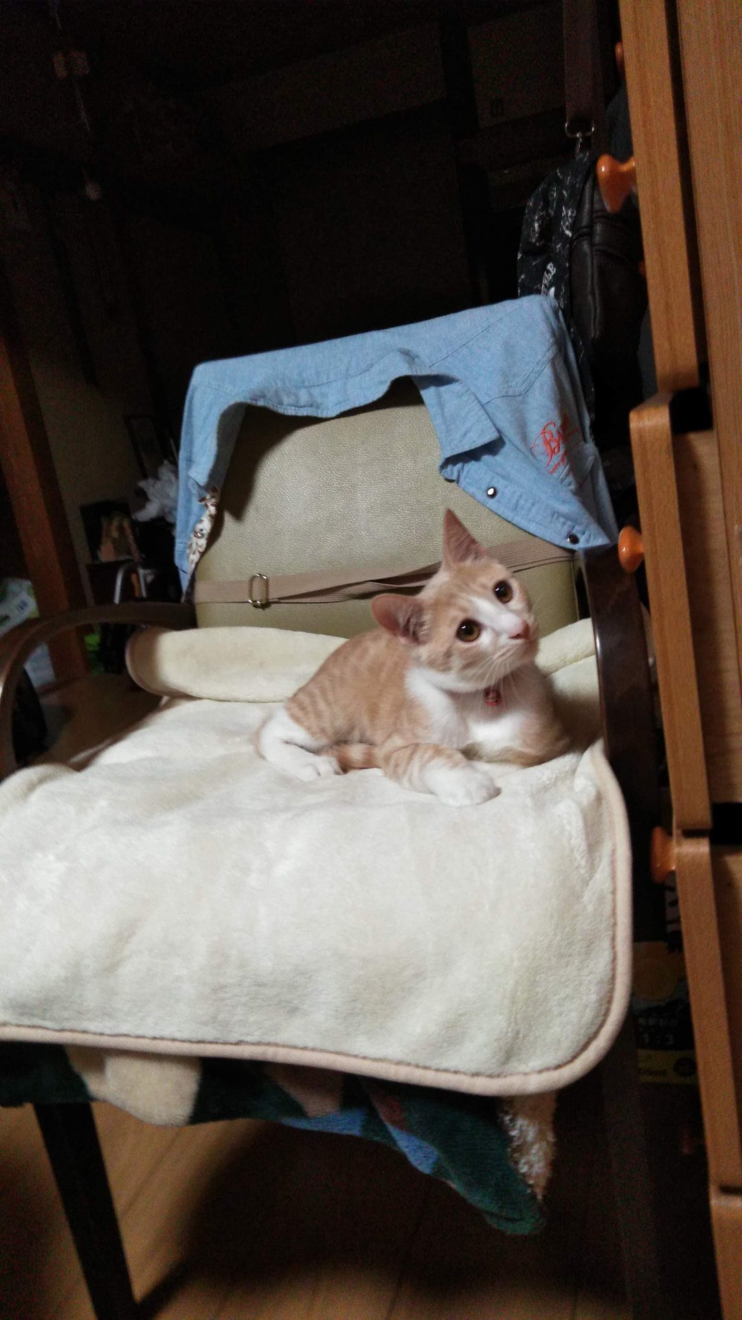 毛布を敷いた椅子の上で、こちらを見上げるクリーム色の子猫