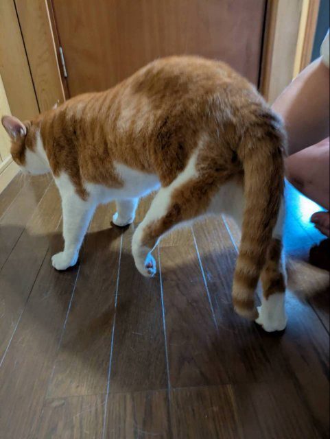 フローリングに立つ茶白の猫。左の後ろ足が下がったままになっている