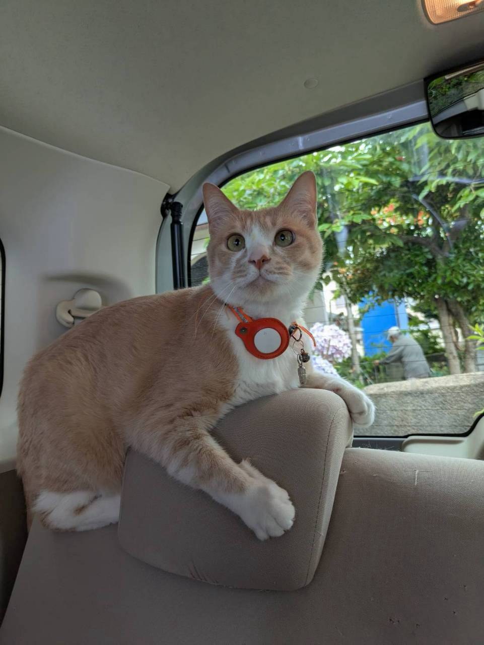 車の後部座席で、ヘッドレストに前足をかけて外をながめるクリーム色の猫