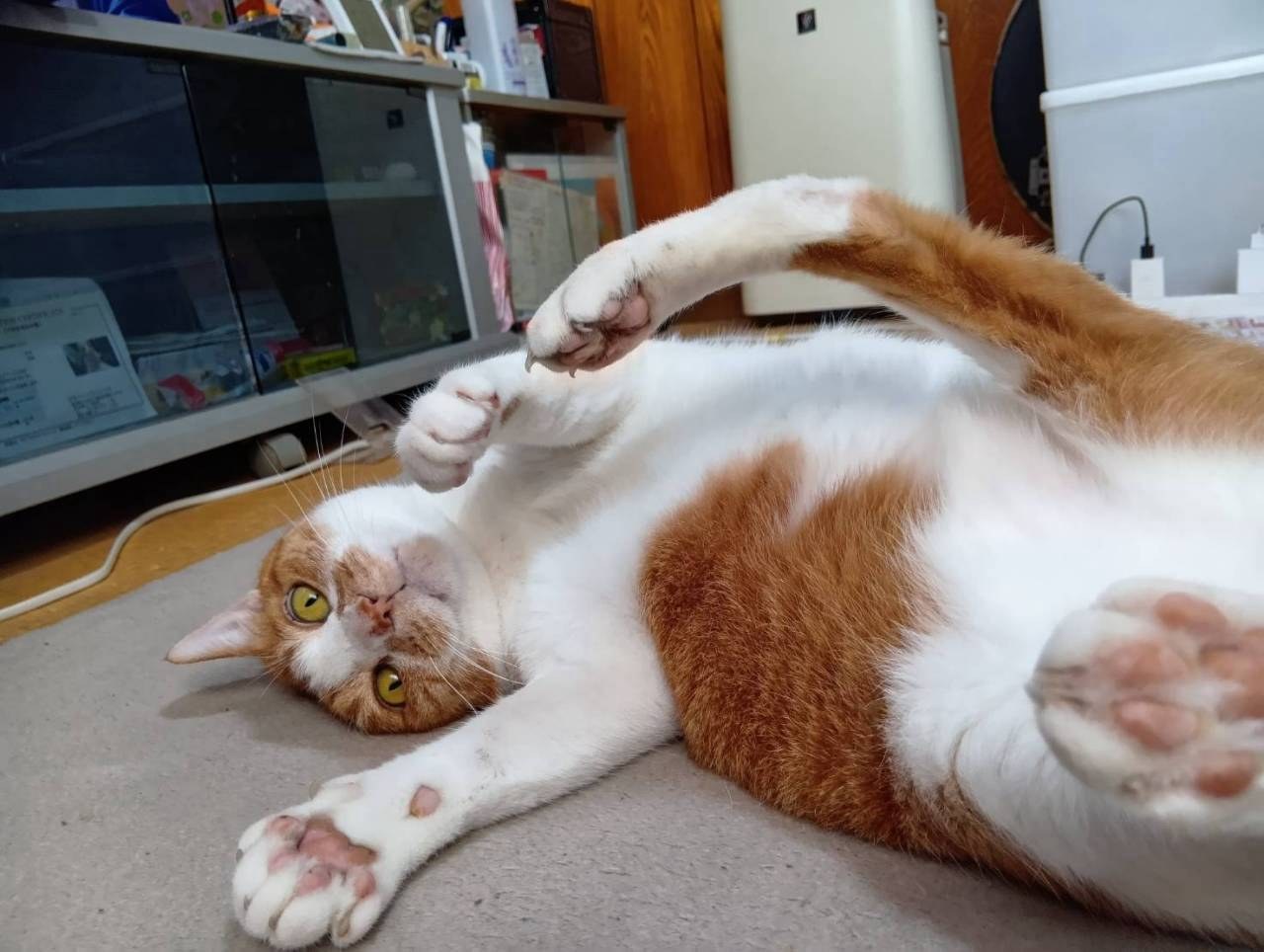 床にあおむけになり、前足を上げてくつろぐクリーム色と白の猫