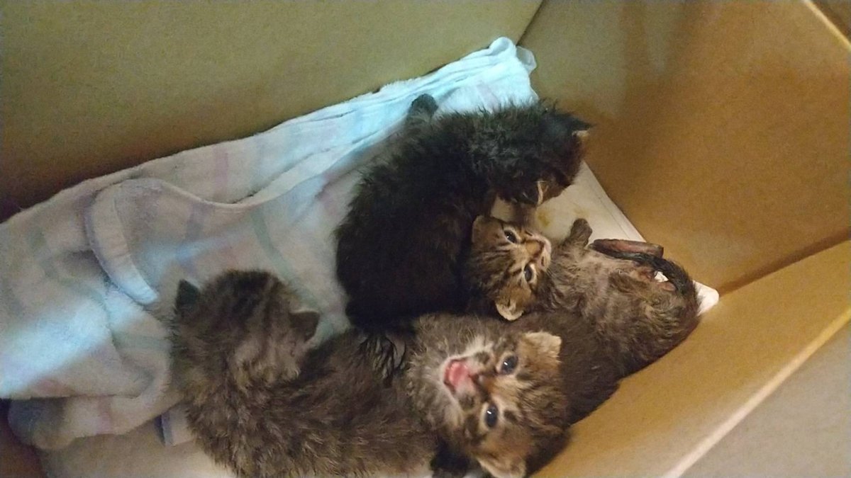 タオルを敷いた段ボールの中で、身を寄せ合って眠る4匹の子猫