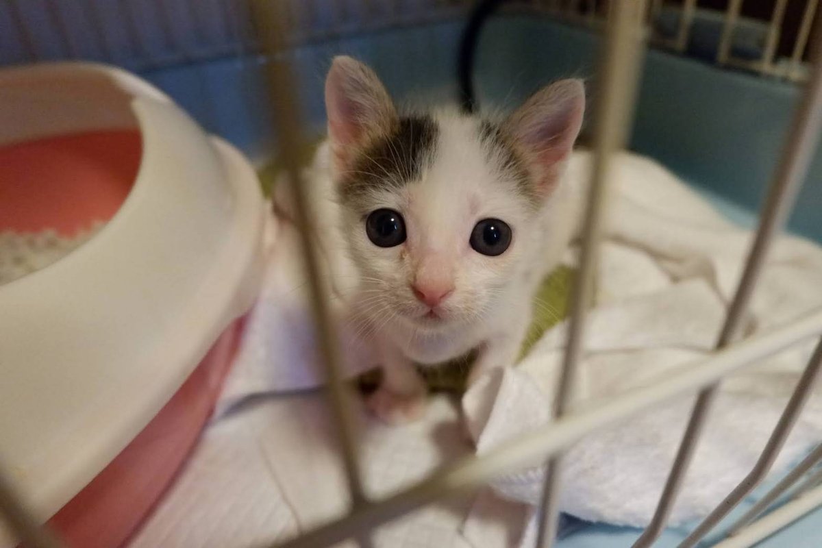 ケージの中でタオルの上に座り、こちらを見上げる白と黒の子猫