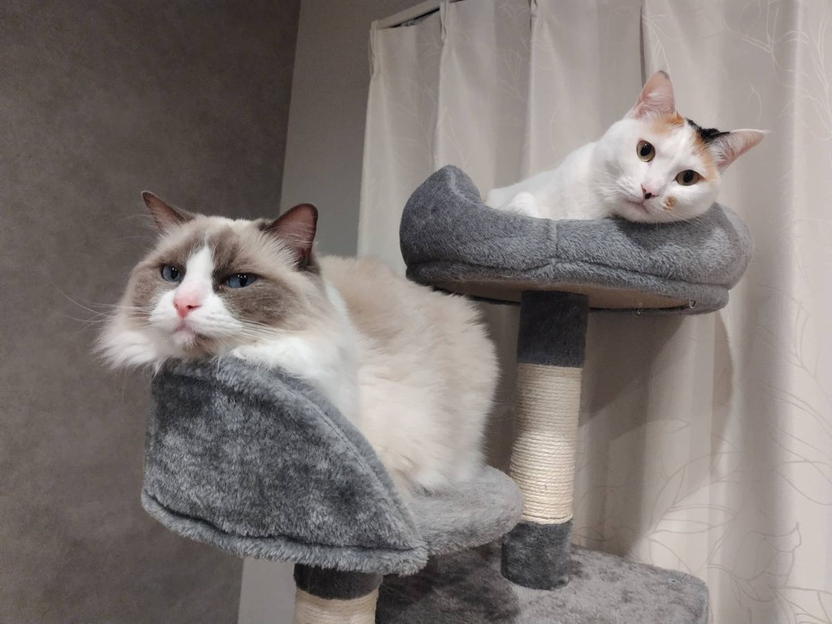 キャットタワーの上下の段でくつろぐ、長毛の猫と三毛の猫