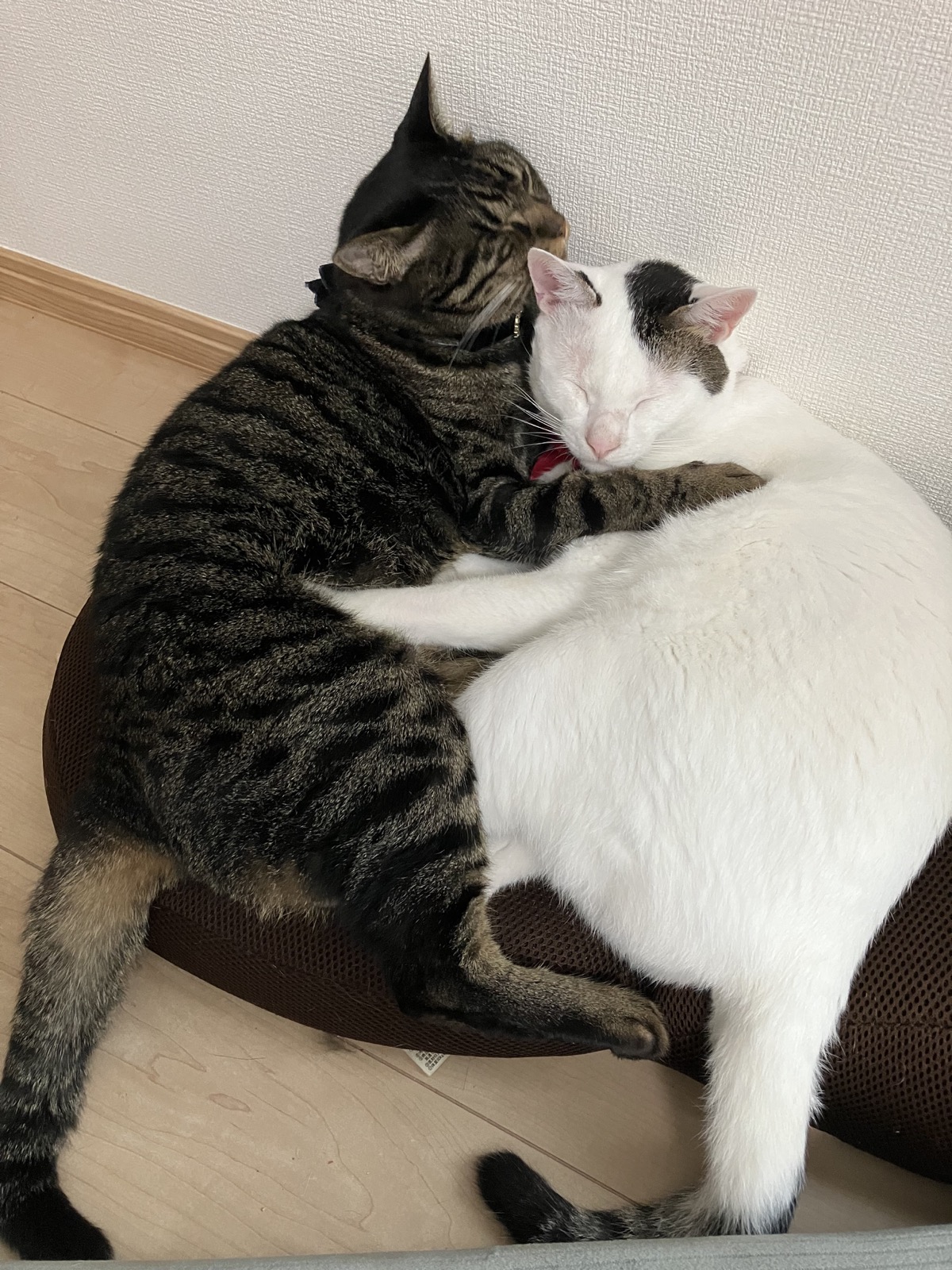 キジトラの先住猫と寄り添って眠る、白いゆきくん