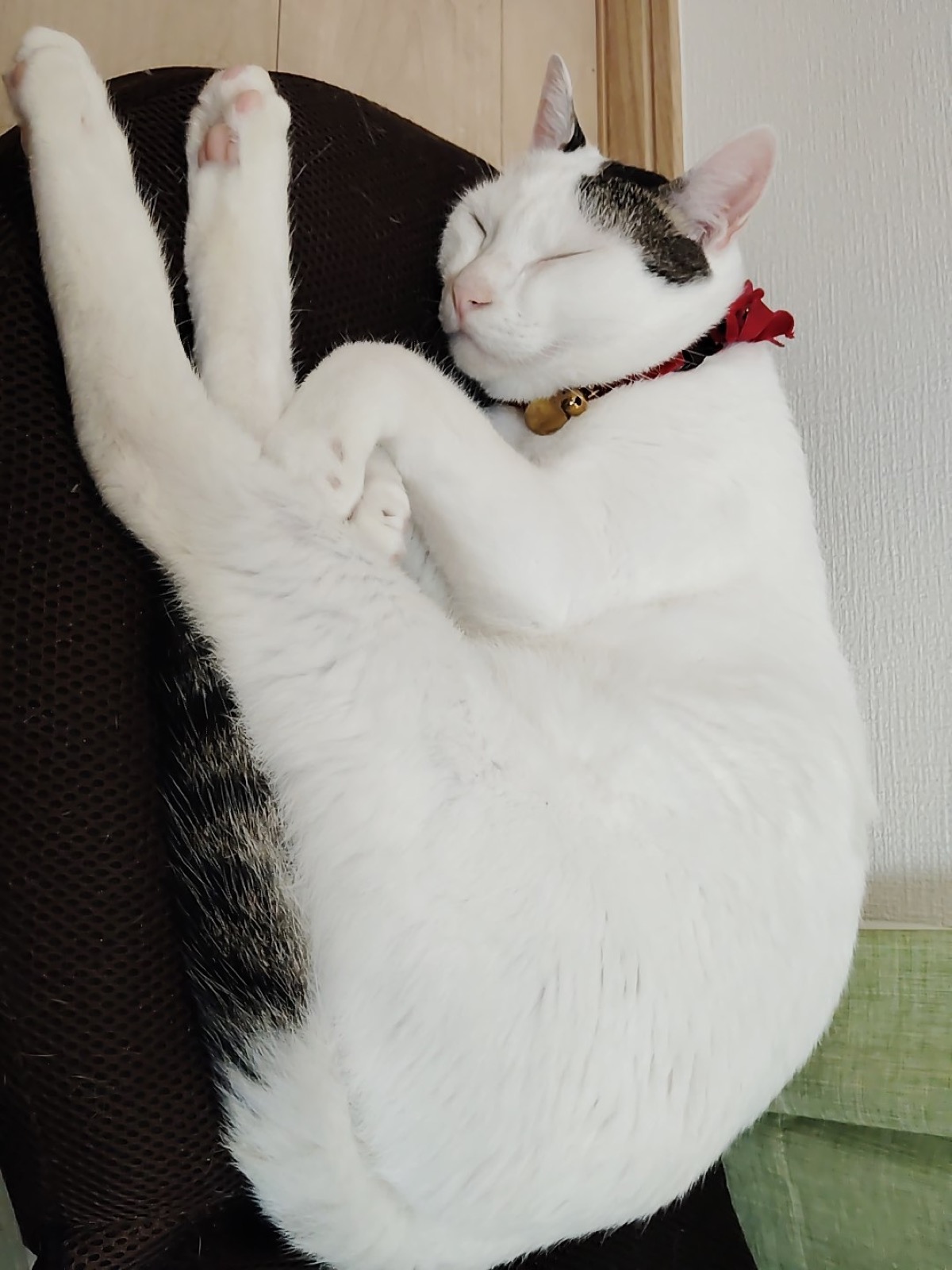 地域猫のTNRが繋いだ縁。むたさんと保護猫ゆきくんの暮らし