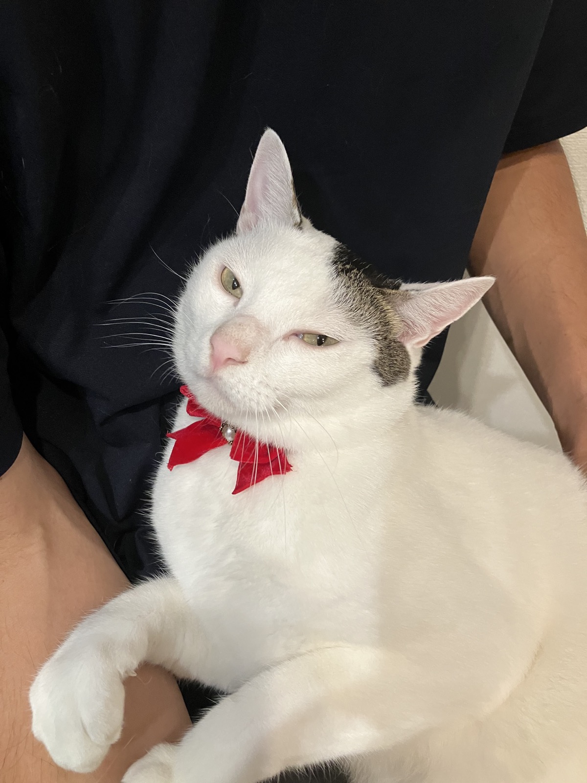 むたさんの体の上でくつろぐ、赤い首輪のゆきくん