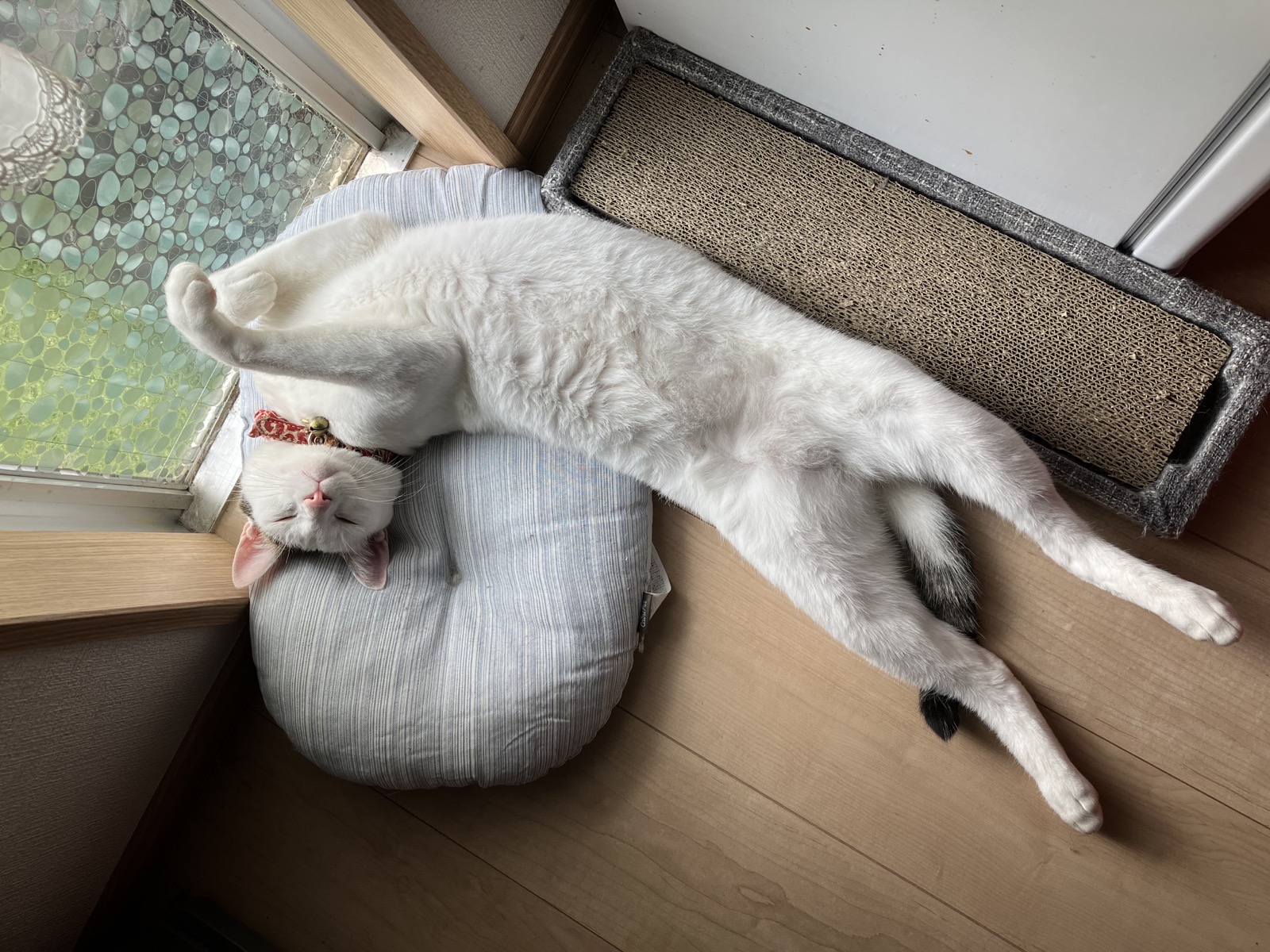 窓辺で仰向けになり、手足を伸ばして眠るゆきくん