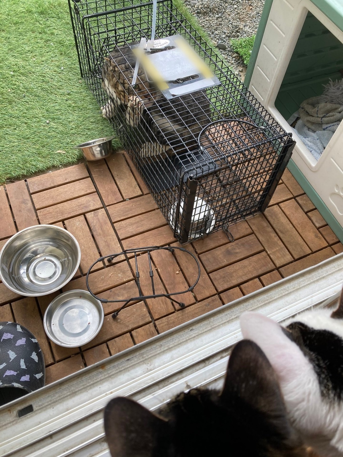 捕獲機に入った猫を、窓越しに見守る家の猫たち