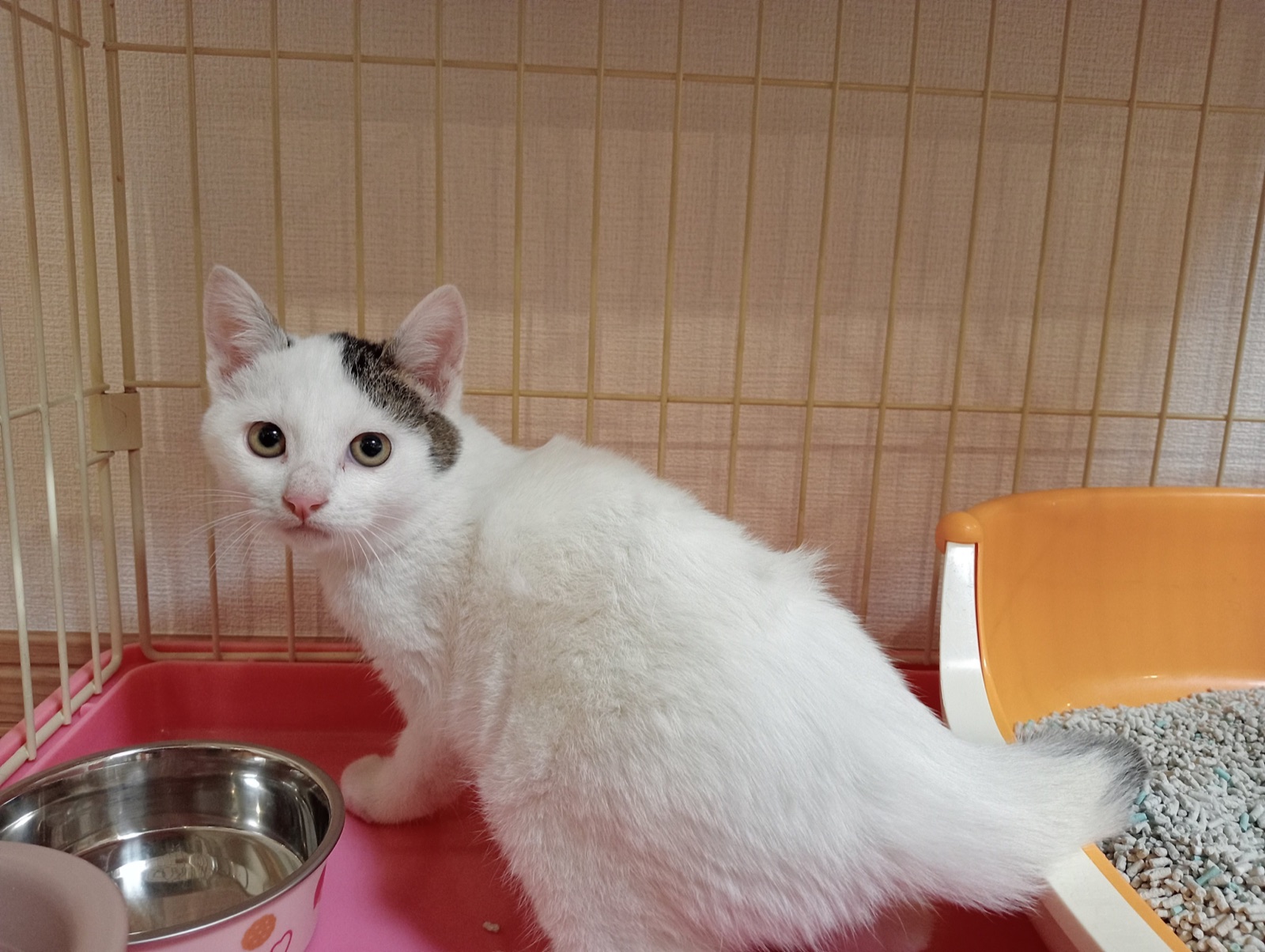 家に来たばかりの頃、ケージの中でこちらを見る白い子猫のゆきくん