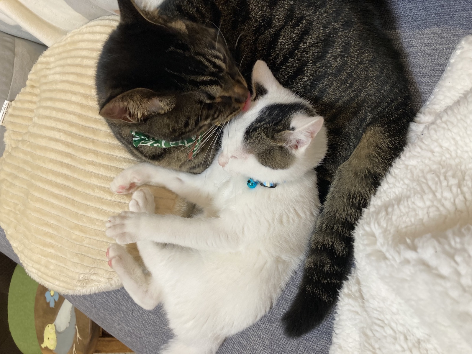 キジトラの先住猫に毛づくろいをしてもらう、子猫の頃のゆきくん