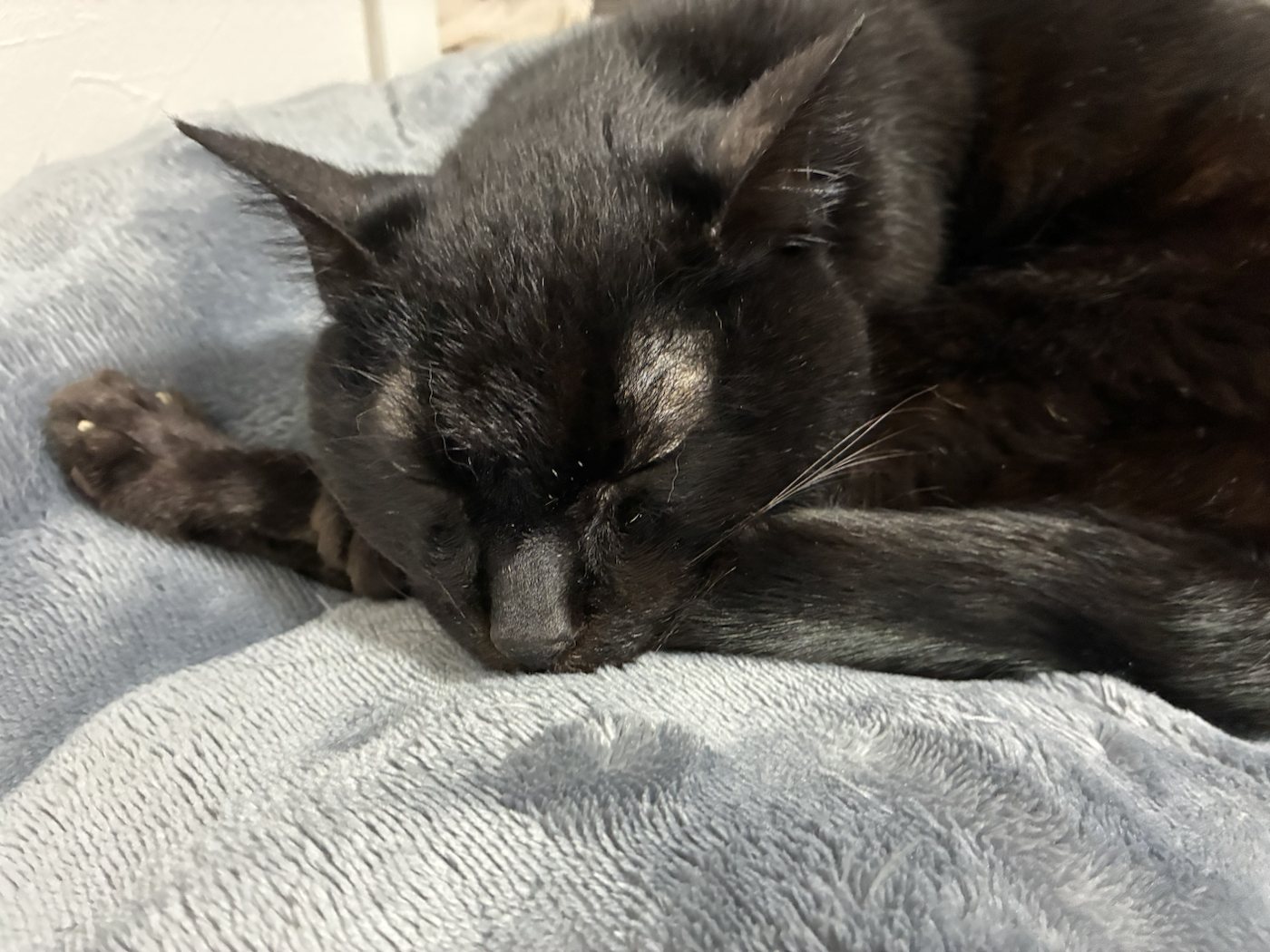 毛布の上で目を閉じて眠る黒猫の直太朗くん