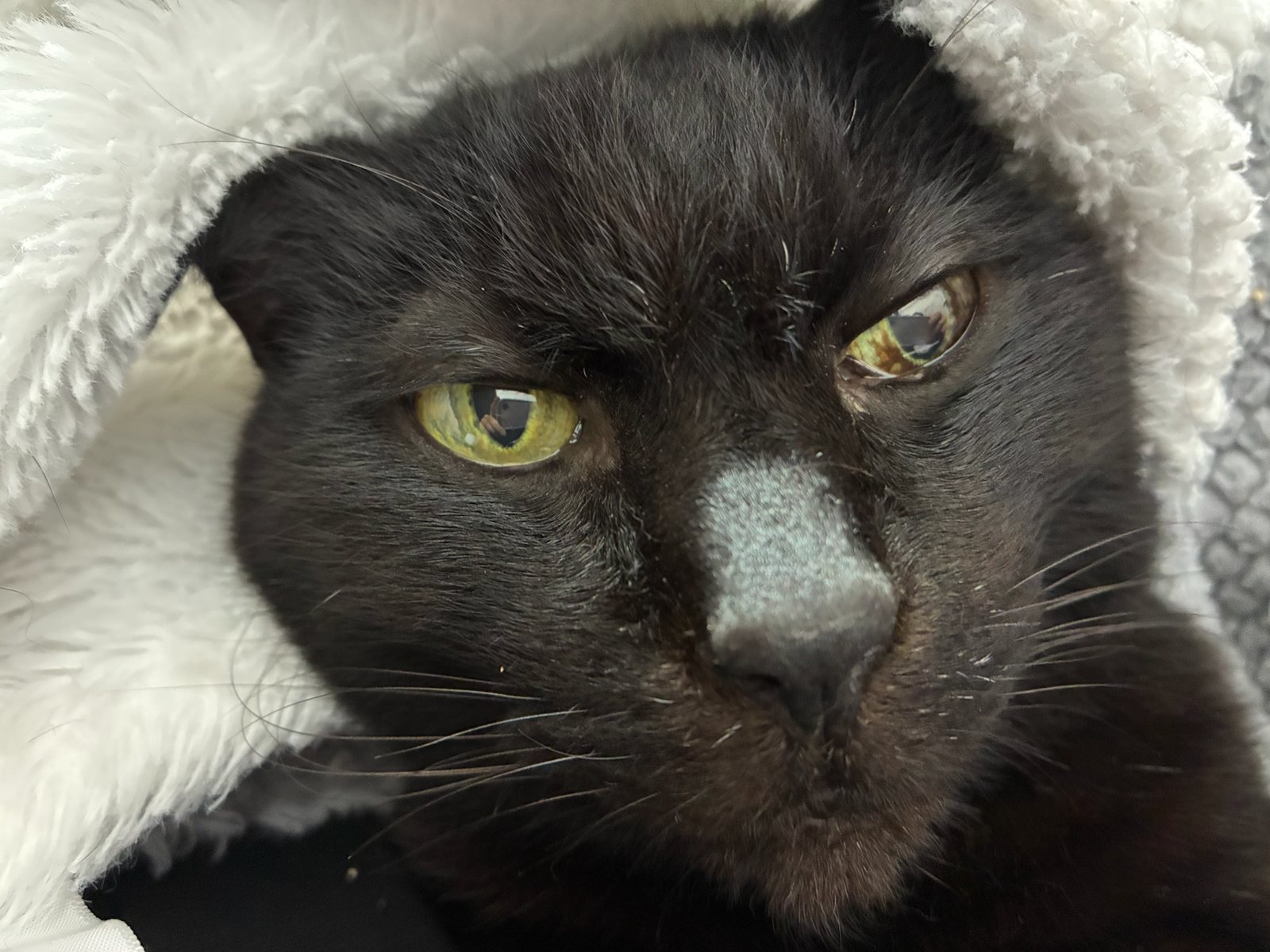 白い毛布にくるまり顔を出す黒猫の直太朗くん