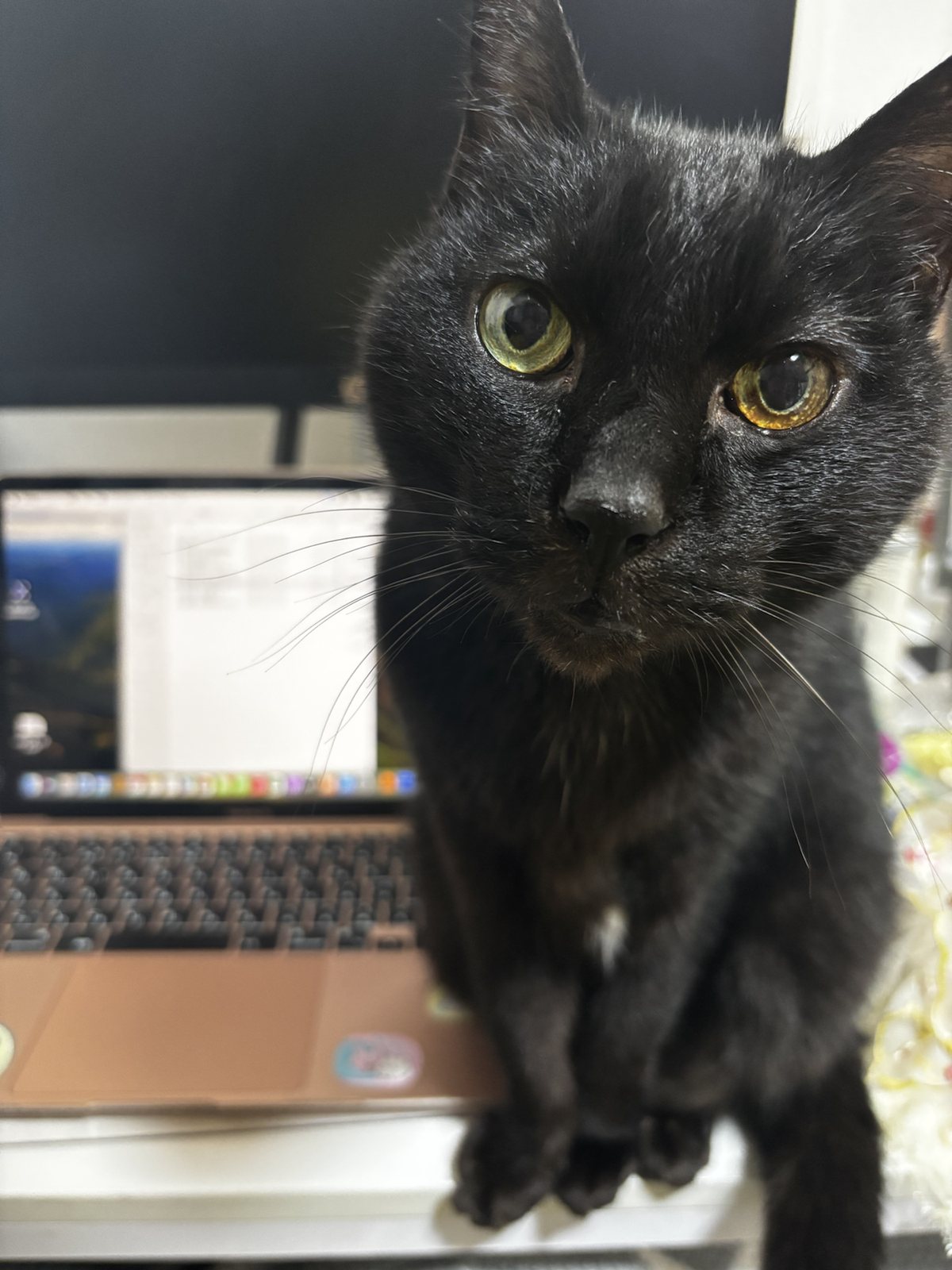 パソコンの前に座る黒猫の直太朗くん