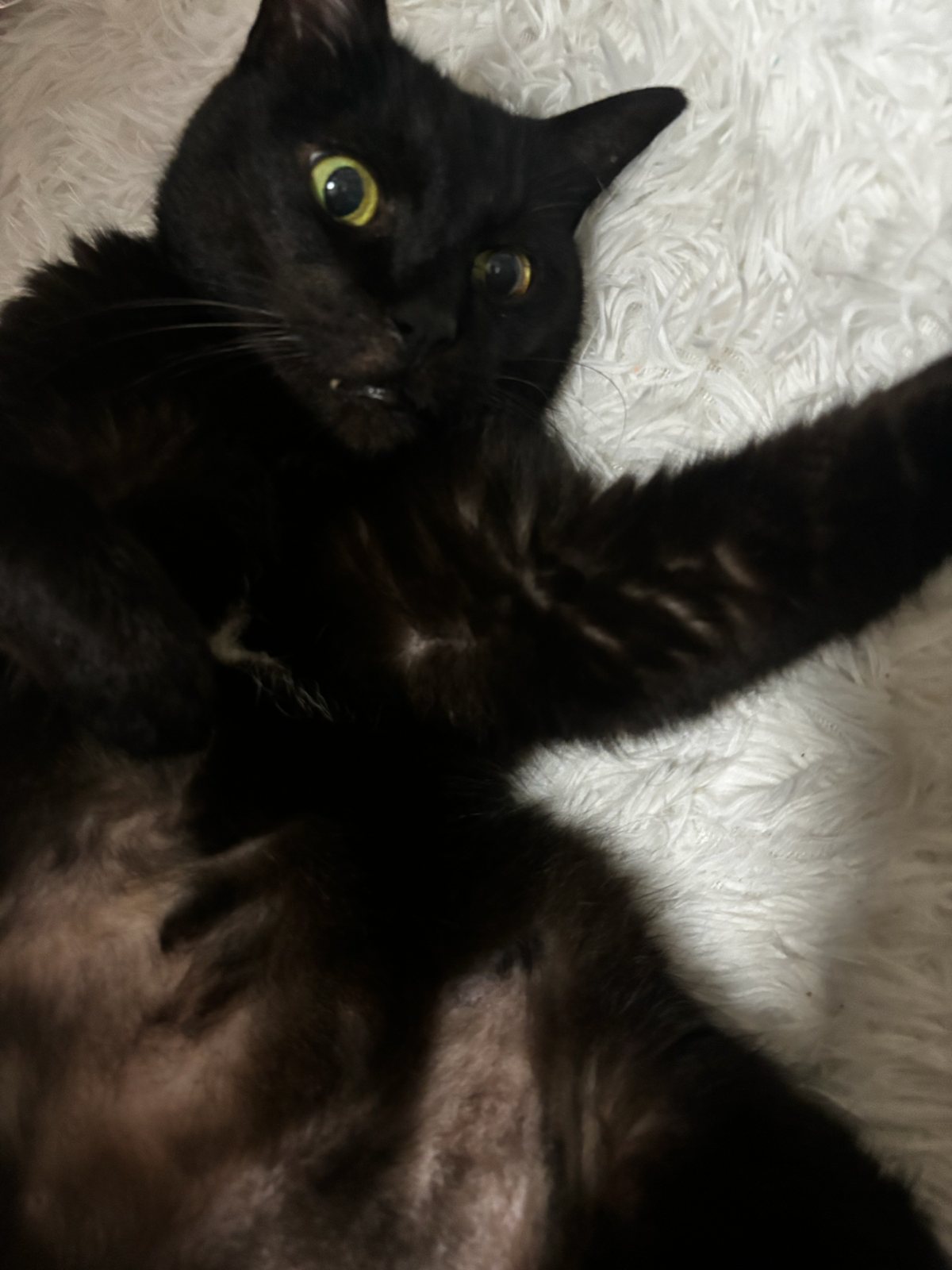 白い毛布の上で前足を伸ばして寝転ぶ黒猫の直太朗くん