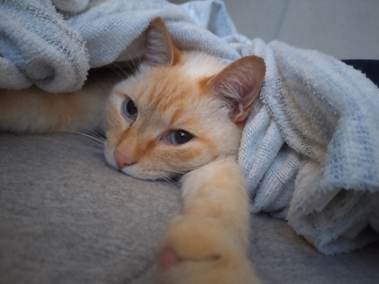 大雨の日に拾った子猫と暮らして12年。Fさんに聞く、あめちゃんとの日々