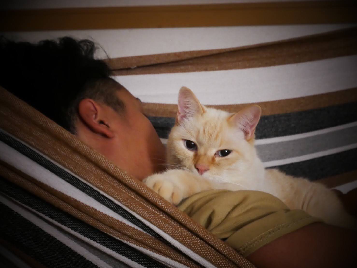 ハンモックで横になるFさんの腕に前足を添えるあめちゃん