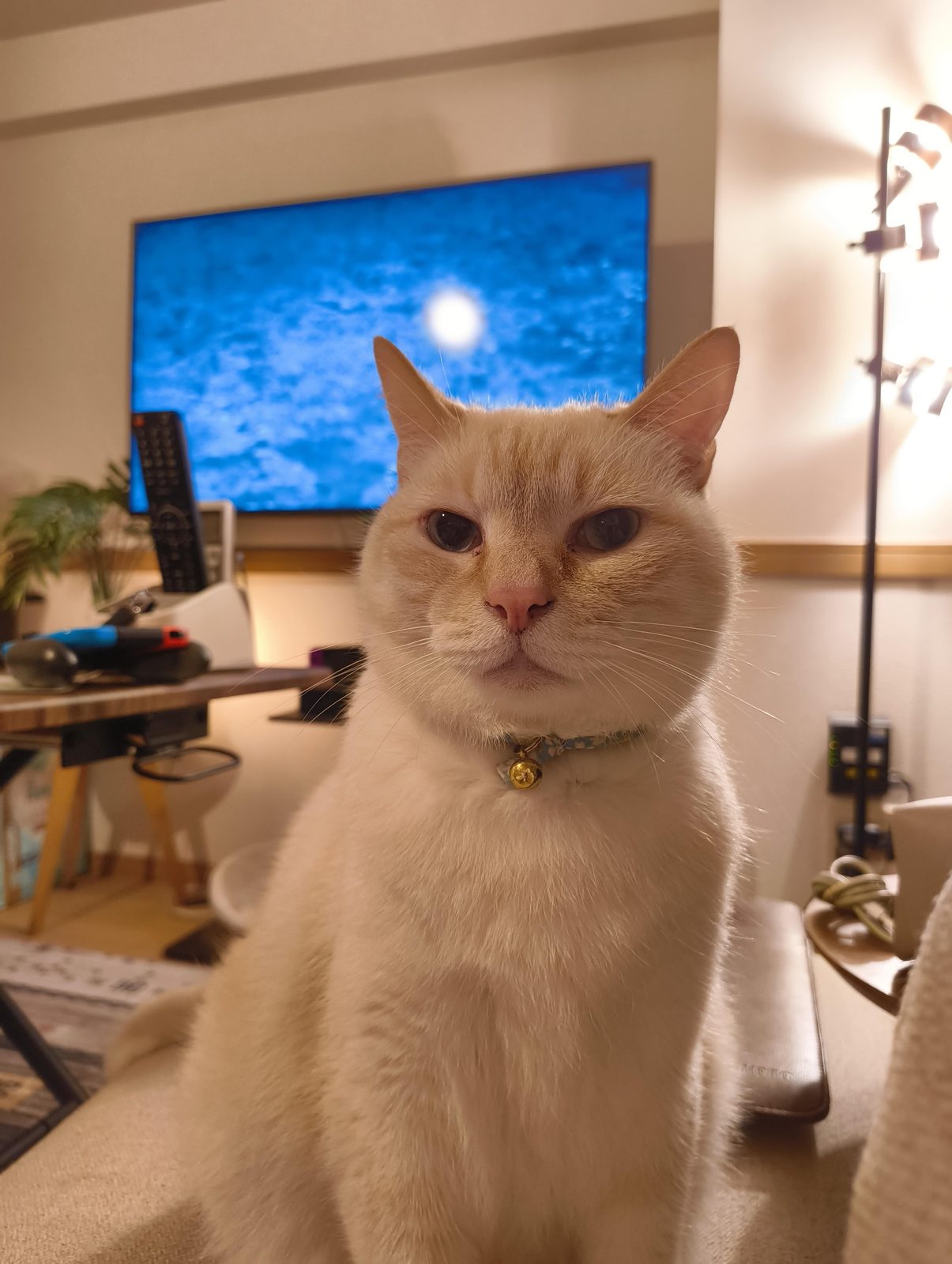青い画面のテレビを背に、首輪をつけて正面を向くあめちゃん
