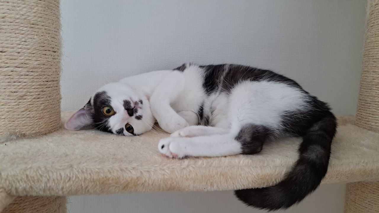 キャットタワーの上で横になってくつろぐ、白黒のレオくん