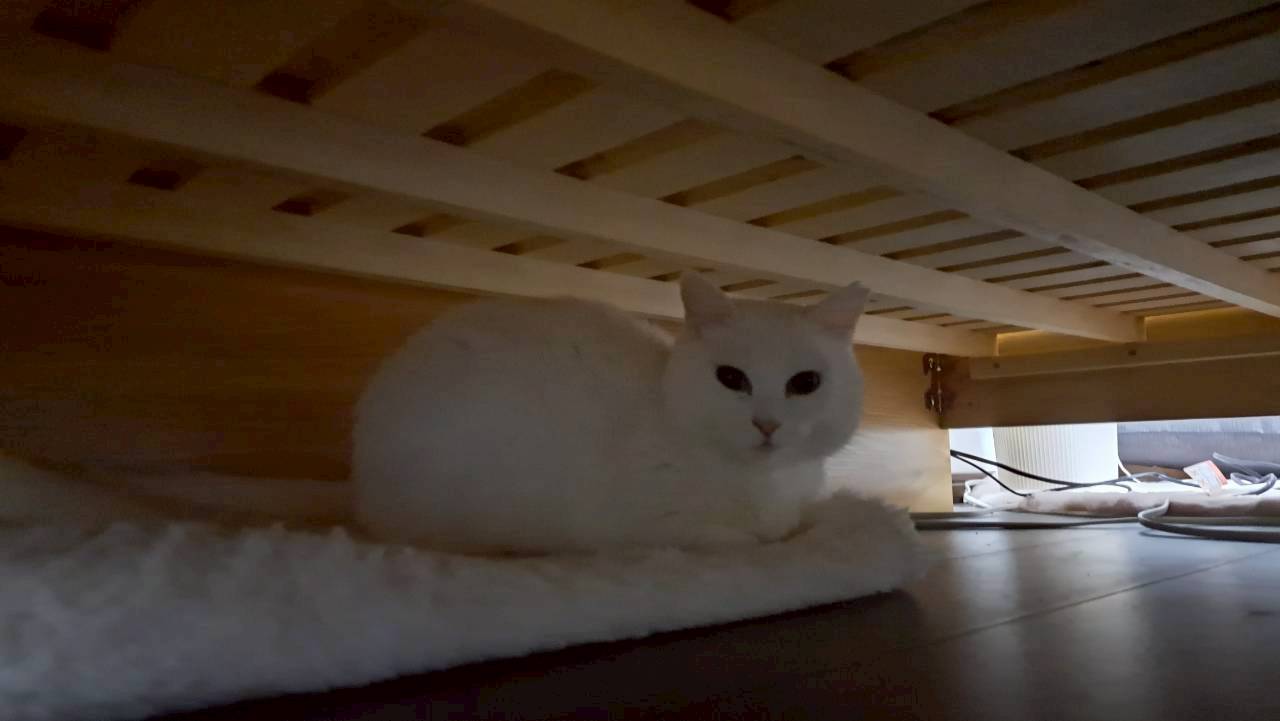 ベッドの下で身を伏せる、白いあいちゃん