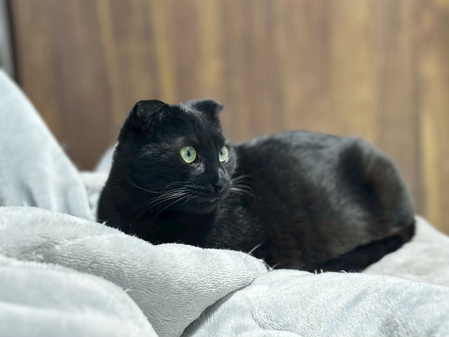 白い毛布の上で横になり、こちらを見る黒いはちくん