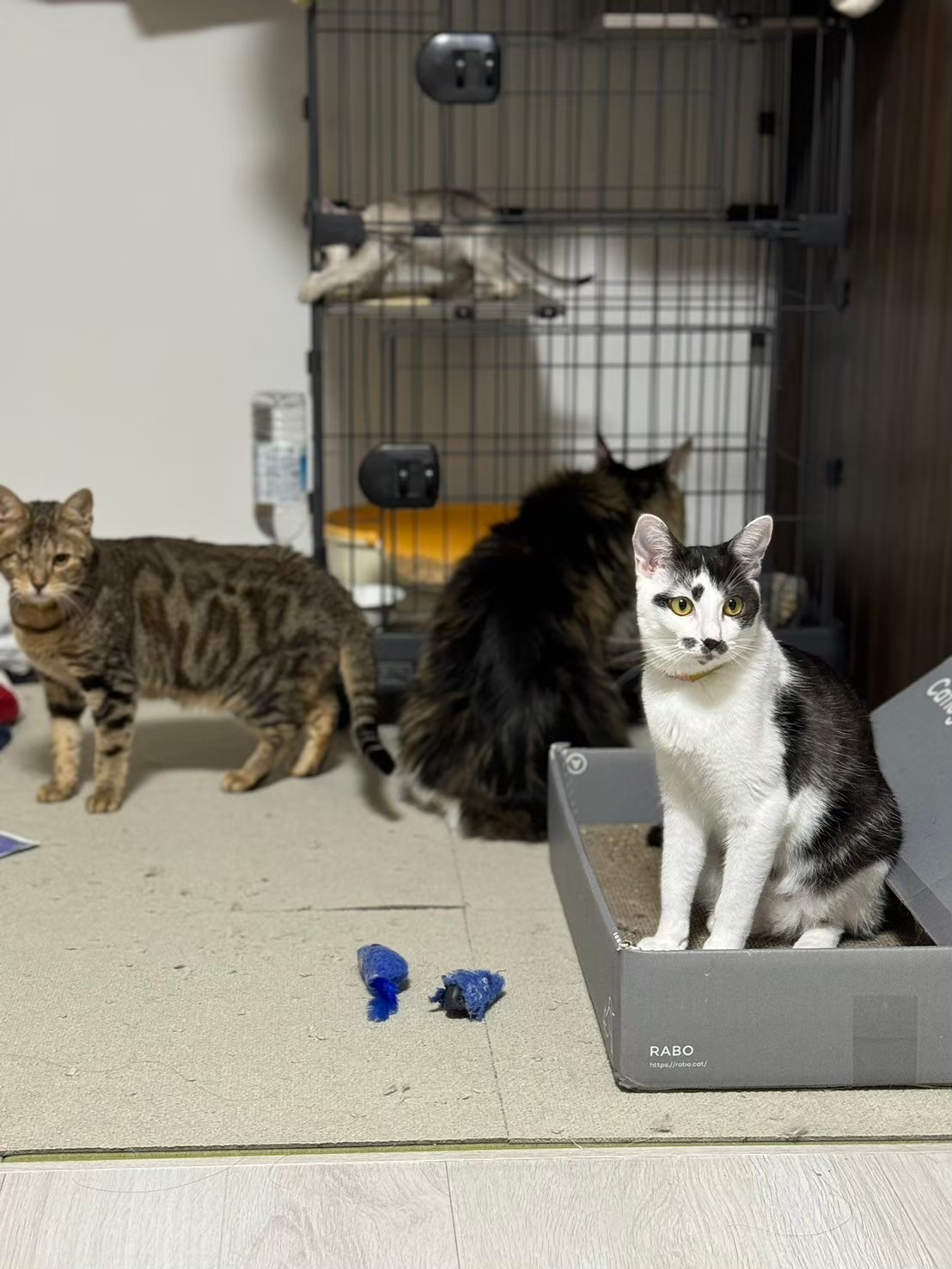 ケージのある部屋で、それぞれの場所にいる複数の猫