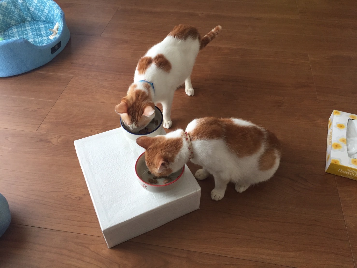 家で並んで食事をする、茶白のえらさちゃんと藤虎くん
