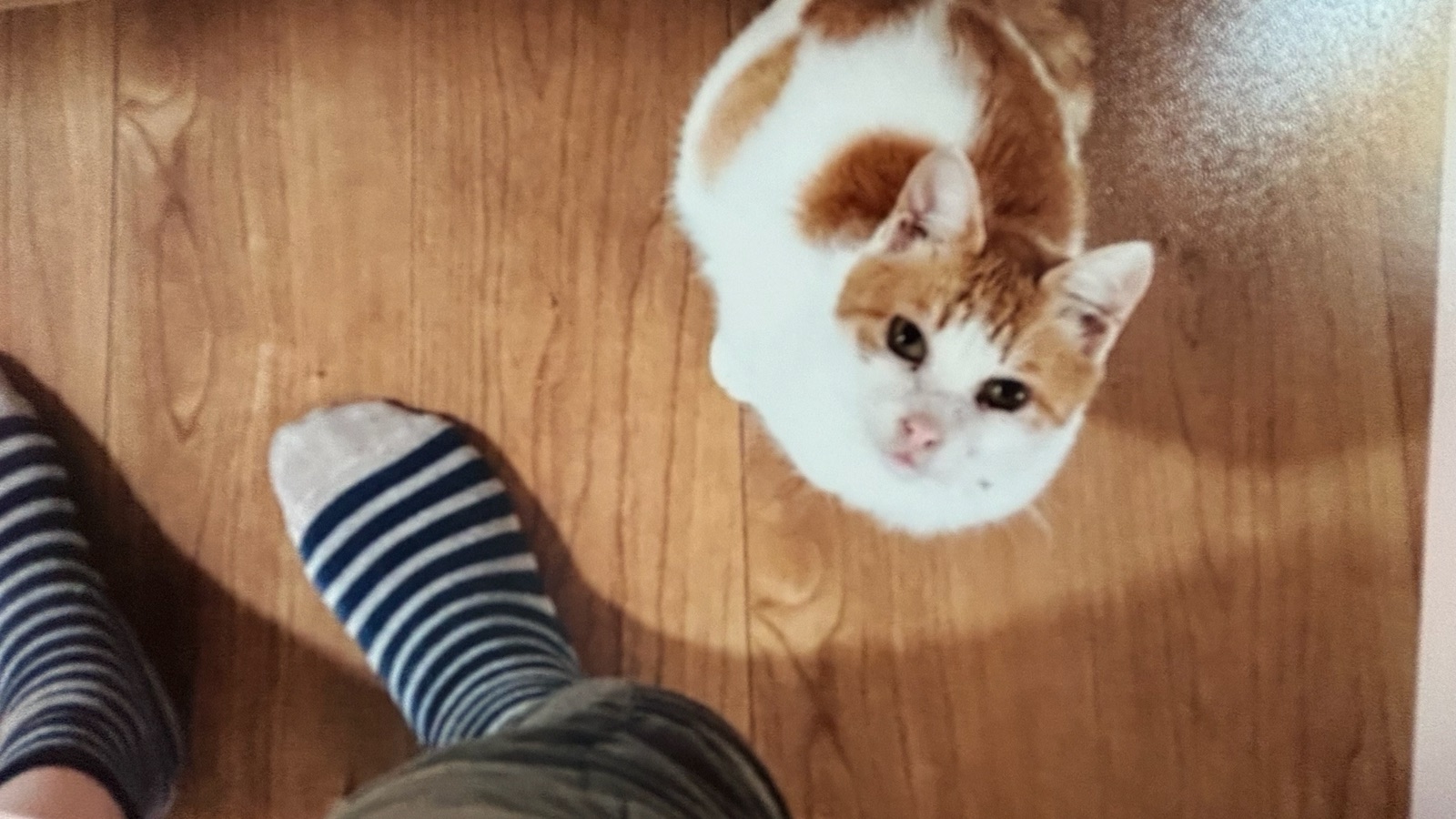 家の中でゆかさんを見上げる、茶白のえらさちゃん