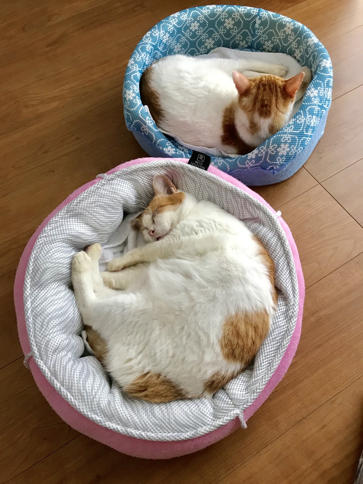 隣り合うベッドで丸まって眠る、えらさちゃんと藤虎くん
