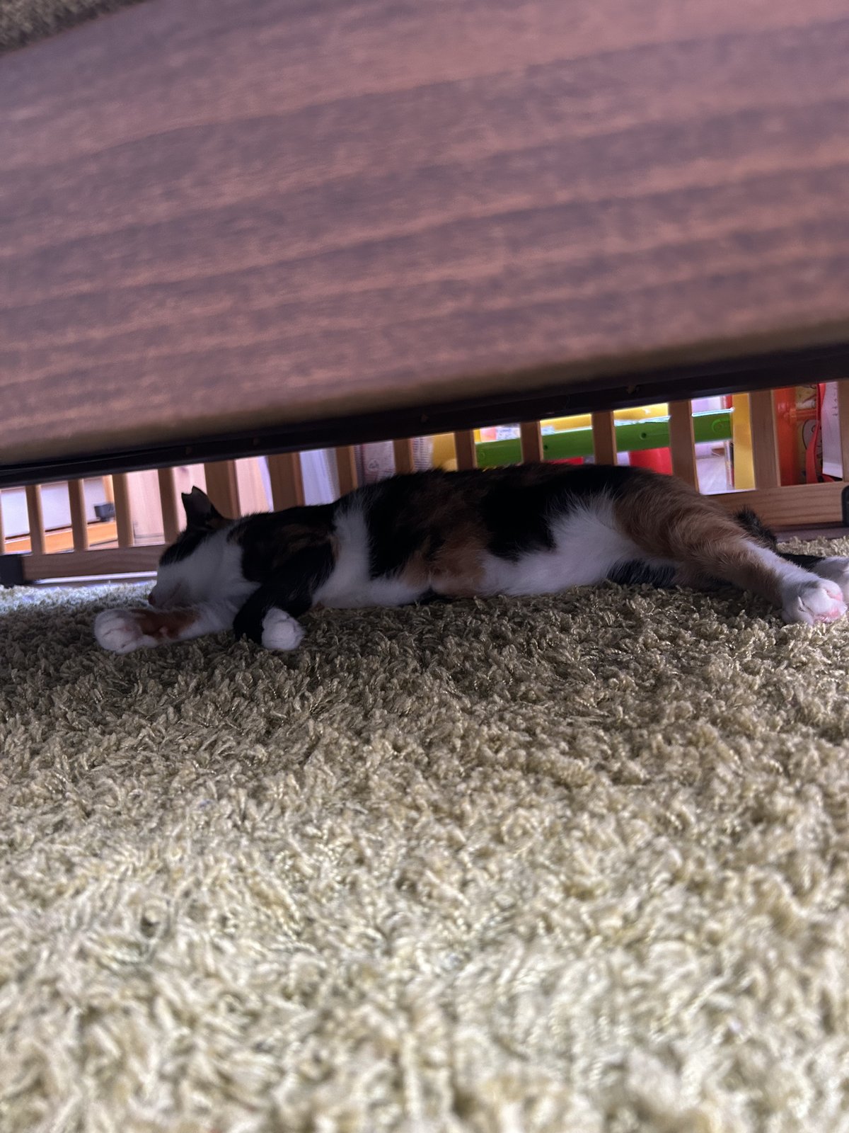 ソファーの下で過ごすなるちゃん