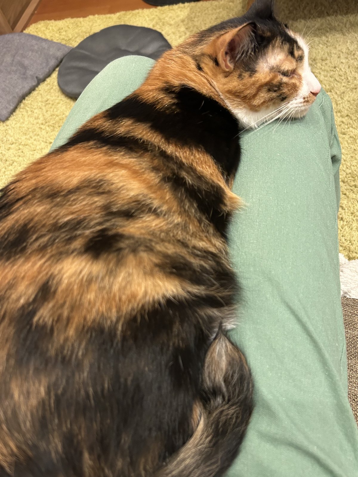 膝の上で甘えるなるちゃん