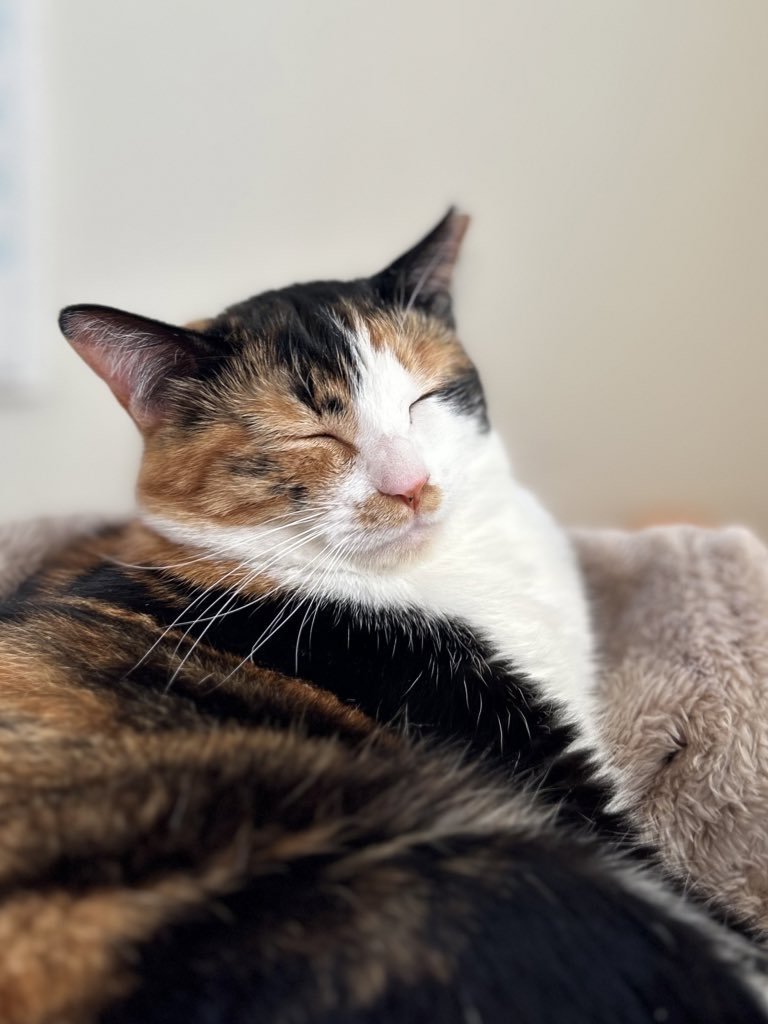 気持ちよさそうに眠るなるちゃん
