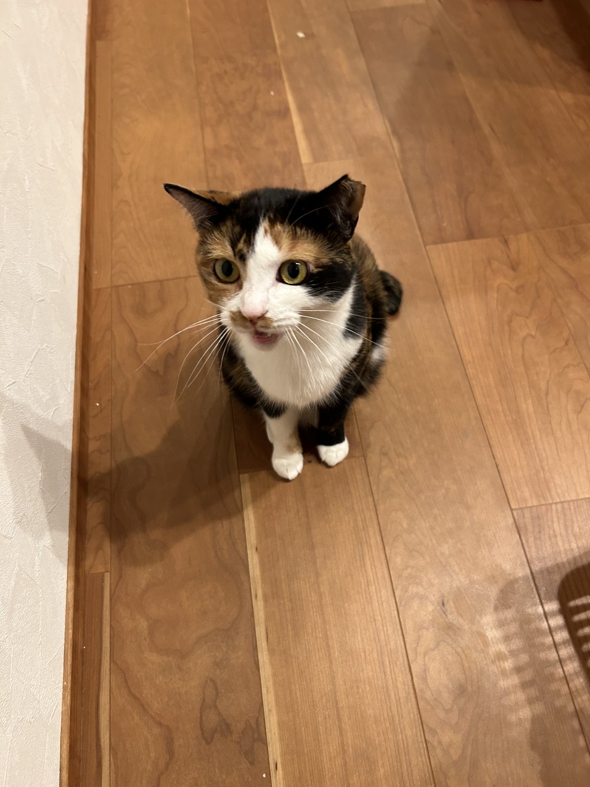 ドアの前で見上げるなるちゃん