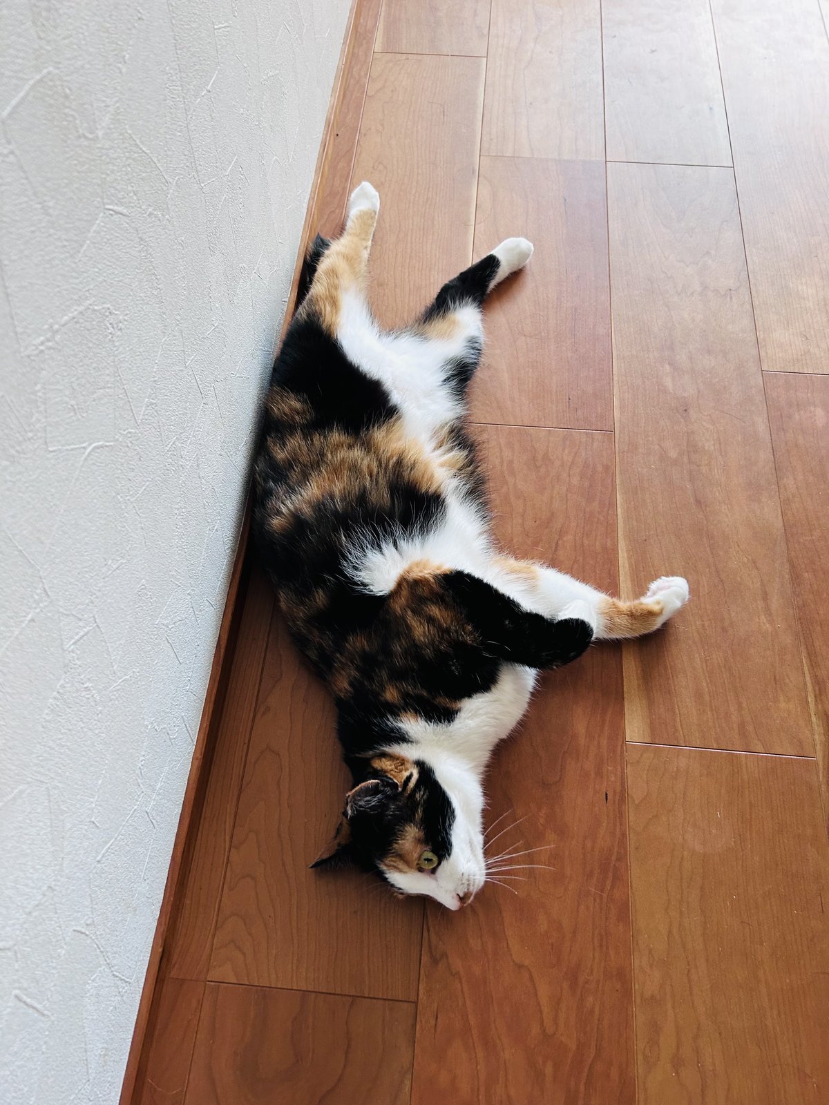 おなかを見せてくつろぐなるちゃん